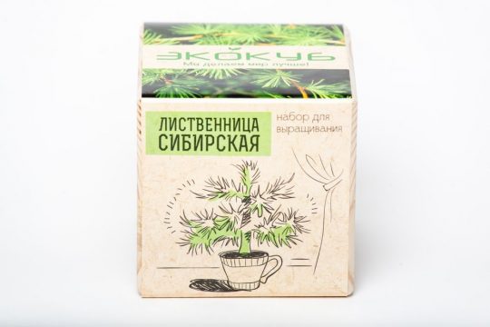 Набор для выращивания «Экокуб», лиственница сибирская